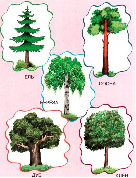 Деревья лиственные и хвойные для детей в картинках