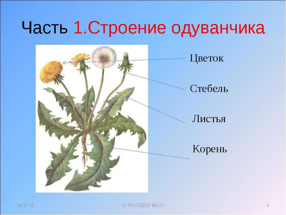 Название 1 части. Одуванчик лекарственный строение. Строение одуванчика схема. Внешнее строение одуванчика. Одуванчик лекарственный органы растения.