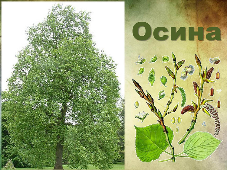 Как выглядит осина: фото дерева и листьев