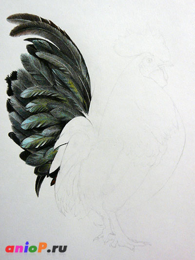 процесс рисования перьев петуха