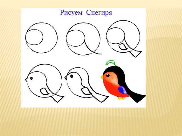 Как нарисовать снегиря поэтапно для детей. Этапы рисования снегиря. Этапы рисования снегиря для детей. Снегирь пошаговое рисование. Схема рисования снегиря в подготовительной группе.