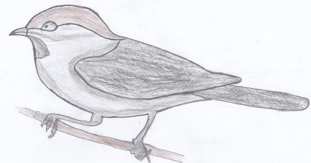 Рисунок птиц карандашом легкие. Птица рисунок. Птицы для срисовки. Рисование птиц карандашом. Птица рисунок легкий.