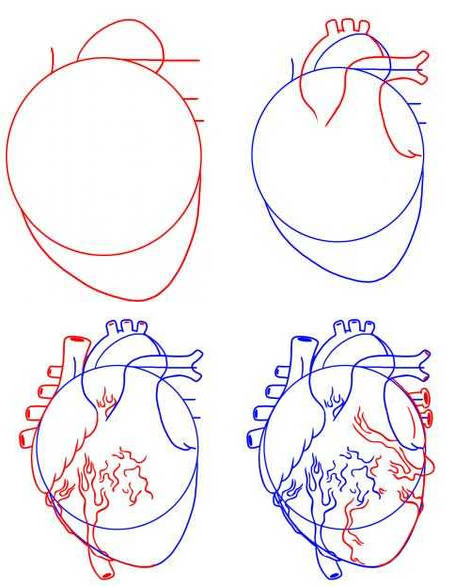 Сердце реальное как нарисовать