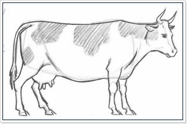 Нарисовать корову карандашом