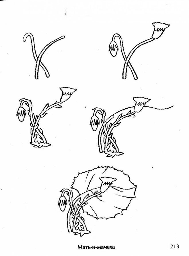 Рисование мать и мачеха. Рисование мать и мачехи поэтапно. Рисование цветов мать и мачеха. Нарисовать мать и мачеху. Рисунок мать и мачехи поэтапно.