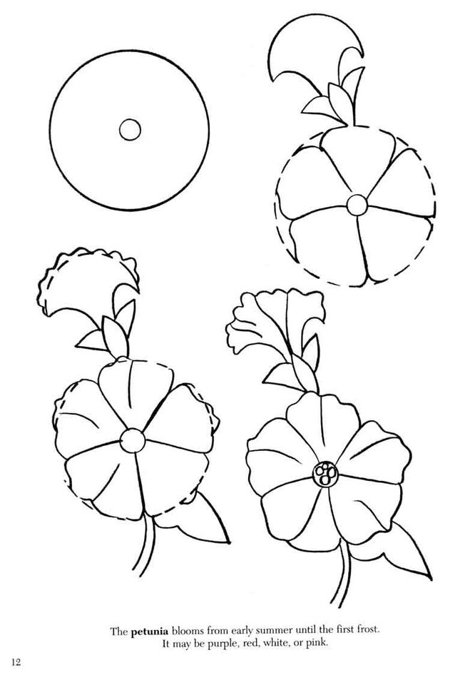 Петунии рисунок карандашом