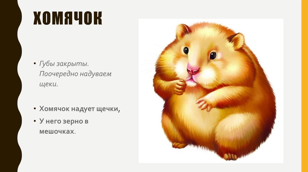 Какие карты лучше прокачивать в hamster. Шеврон хомяк.