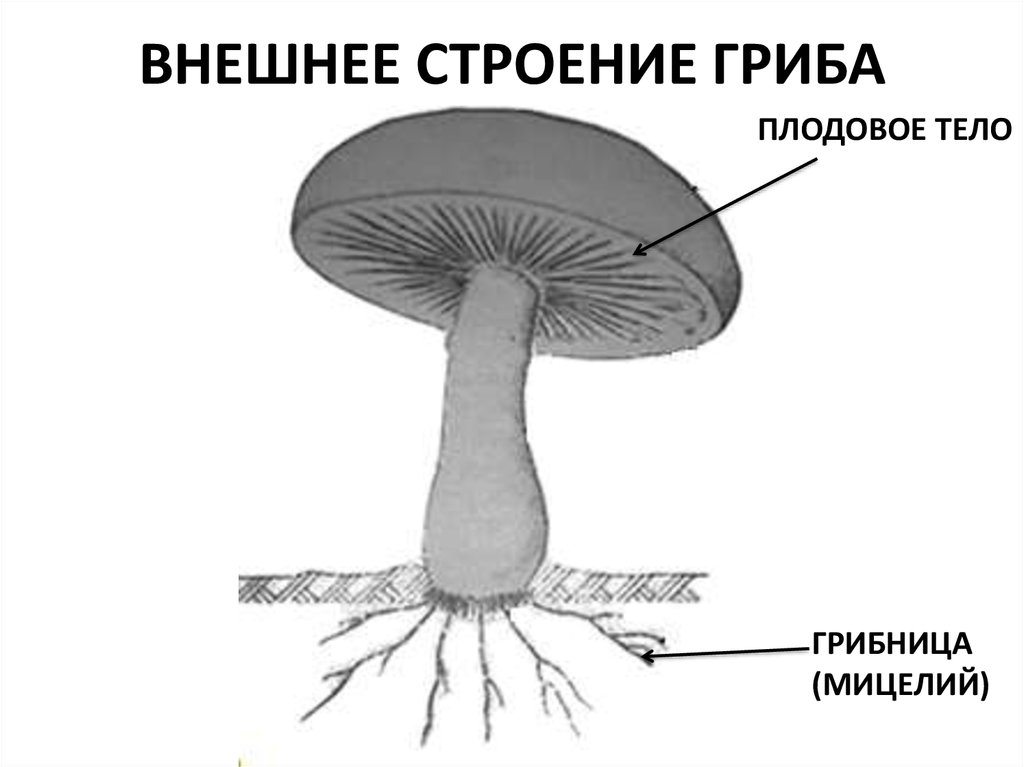 Строение гриба 5 класс