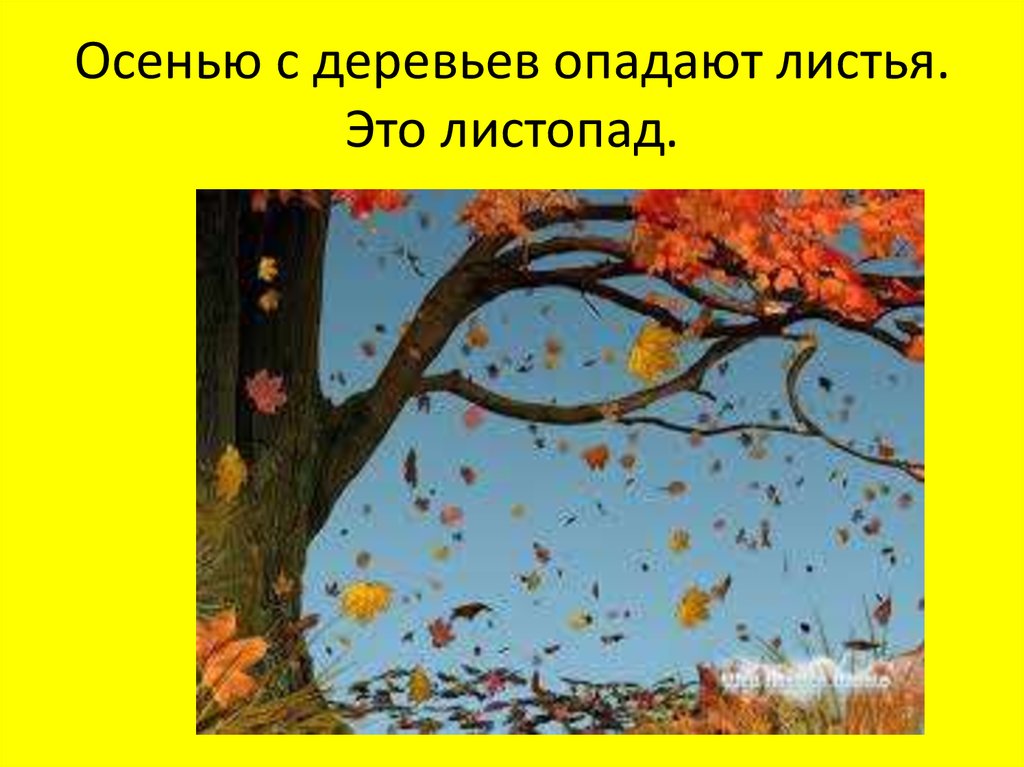 Осенний лес листопад 2 класс. Осеннее дерево с опадающими листьями. Листья падают с деревьев. Осенний лист падает с дерева. Листопад для дошкольников.