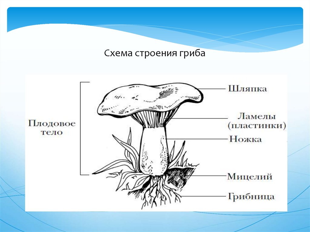 Каковы особенности строения тела гриба. Строение гриба биология. Строение гриба. Схема строения гриба. Строение плодового тела гриба.