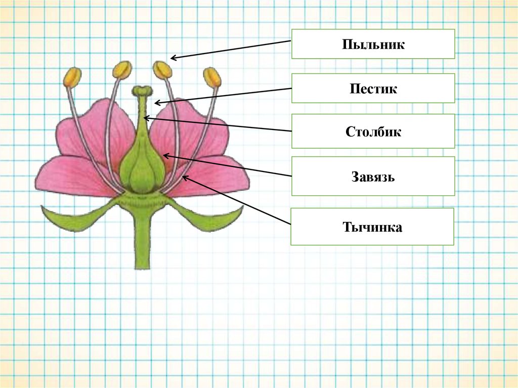 Нарисуйте строение. Строение растения тычинка пестик. Тычинки и пестики шиповника. Строение пестика цветка. Строение тычинки шиповника.