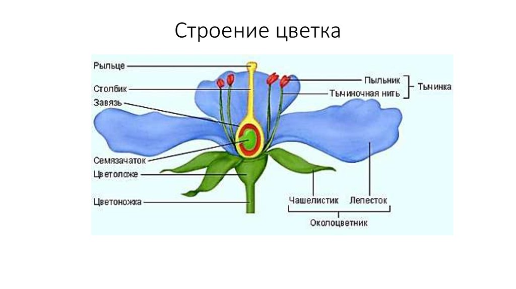 Двойной околоцветник состоит из пестика и тычинок