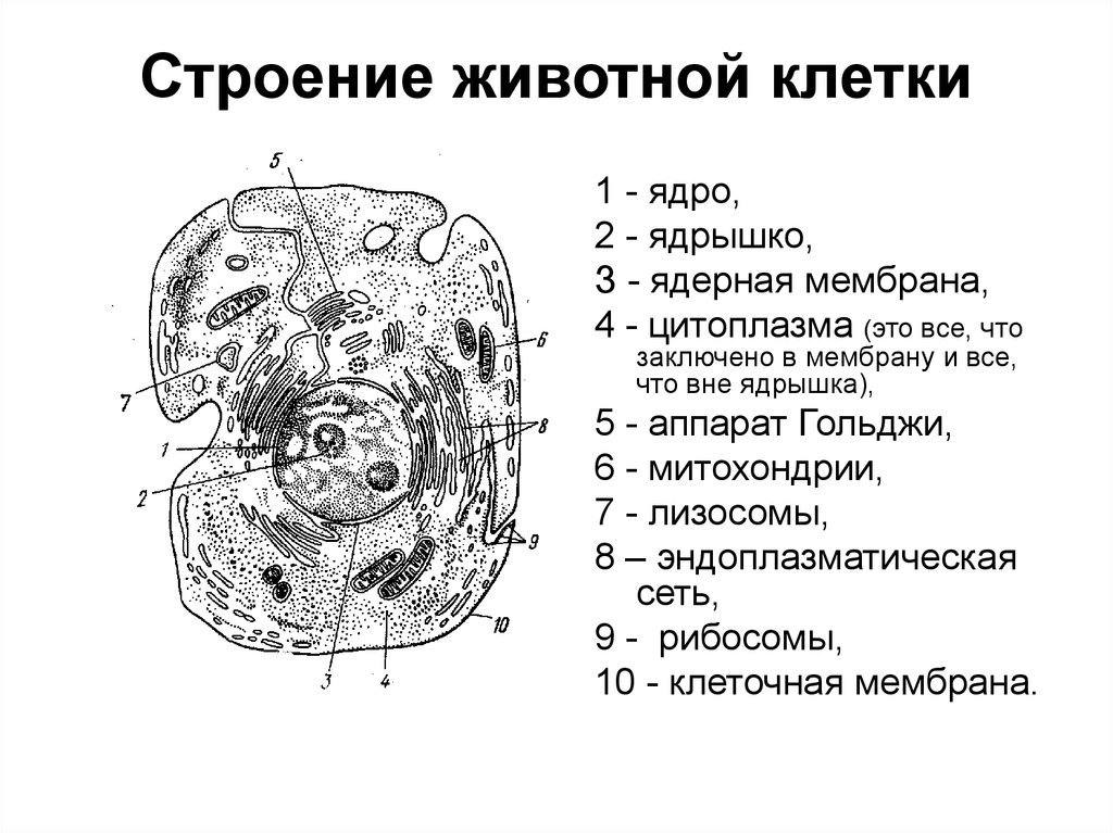 Растительная клетка черно белая картинка