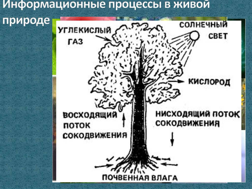 3 части дерева. Информационные процессы в живой природе. Процессы живой природы. Питание дерева схема. Информационные процессы в живой природе дерево.