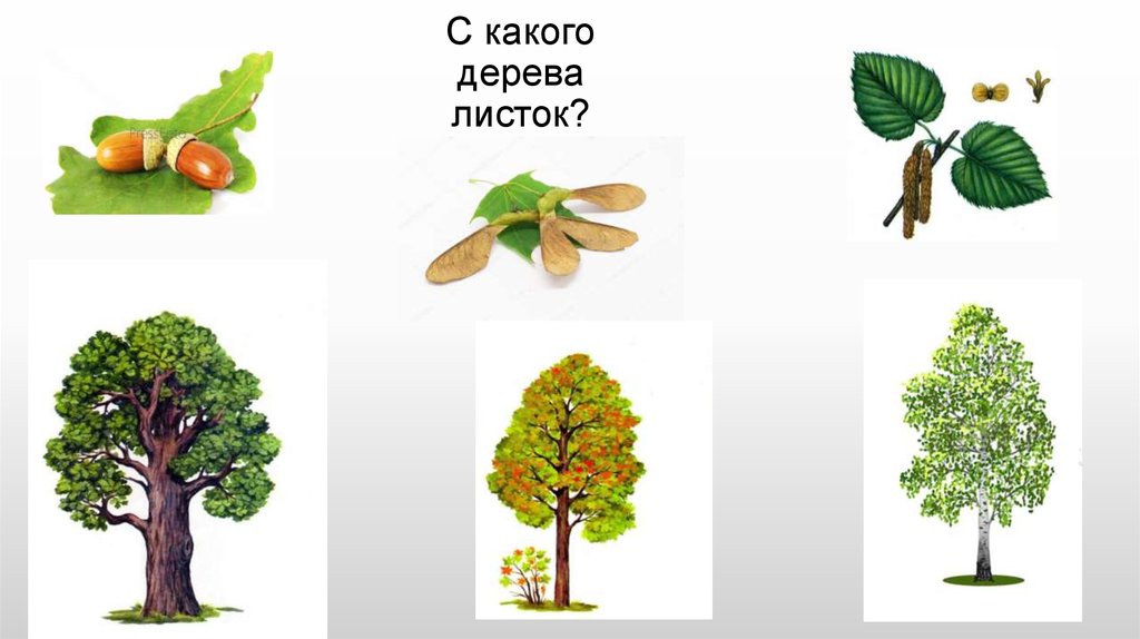 Деревья и их плоды картинки для детей