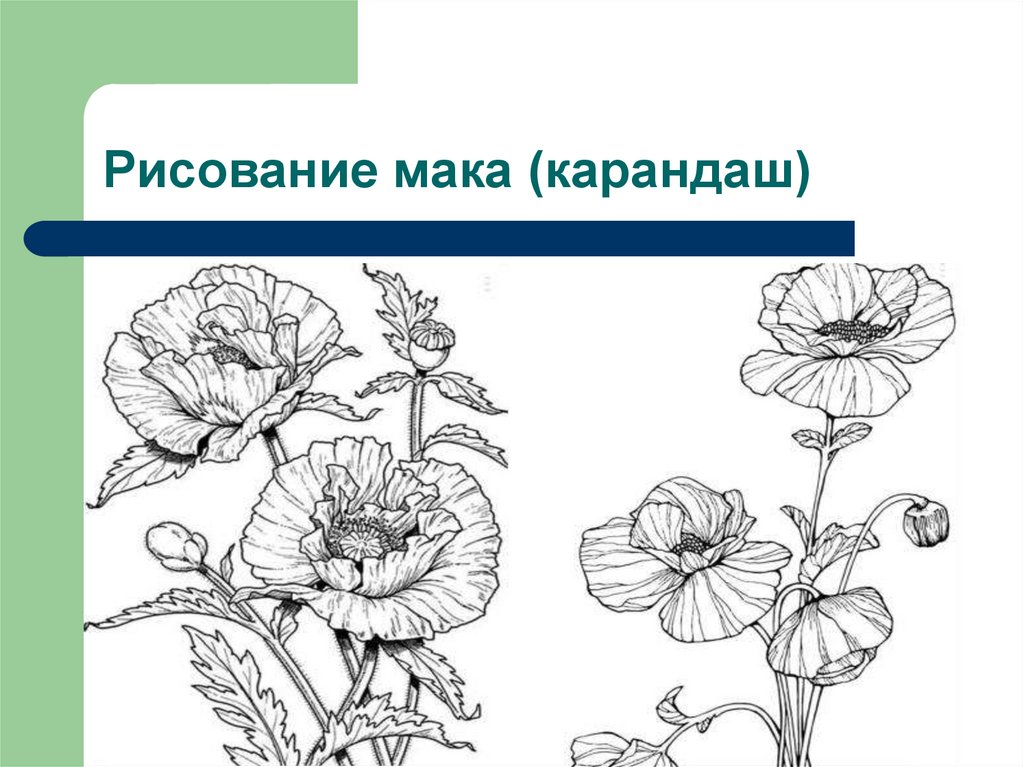 Рисунок растений 6 класс. Мак растение рисунок. Рисунки маков карандашом. Рисунок цветка и его название. Как нарисовать цветы с названием.