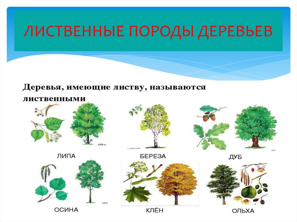 Конспект урока особенности лиственных растений 1 класс