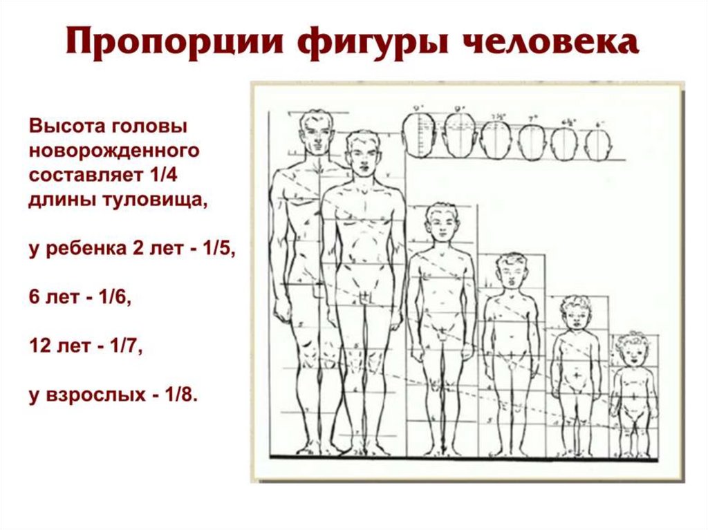 Структура фигуры. Пропорции тела человека. Пропорции фигуры чловек. Пропорции фигуры подростка. Пропорции ребенка и взрослого человека.