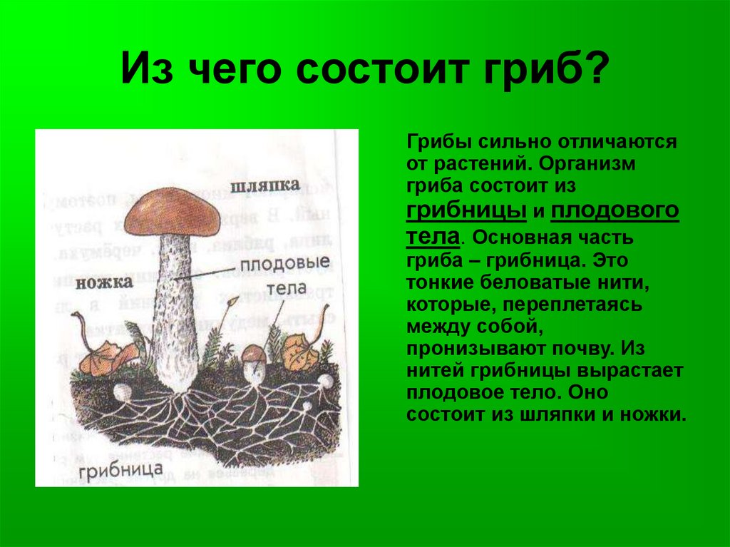 Плодовое тело гриба. Из чего состоит гриб. Название частей гриба. Основные части гриба. Части плодового тела гриба.