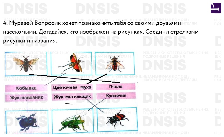 Муравей вопросик привел примеры животных разных групп. Муравей вопросик хочет знать названия. Муравей вопросик привел примеры животных разных. Муравей вопросик хочет знать названия этих географических объектов.