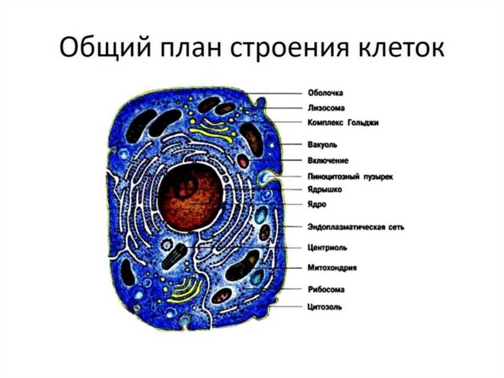 Клетки животных не имеют. Схема строения эукариотической клетки. Строение эукариотической животной клетки. Животная клетка эукариот. Строение животной клетки рисунок с подписями биология 10 класс.