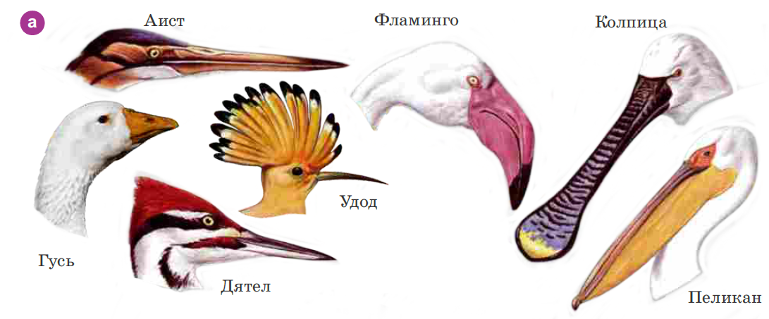 Пояс глаз клюв шарф