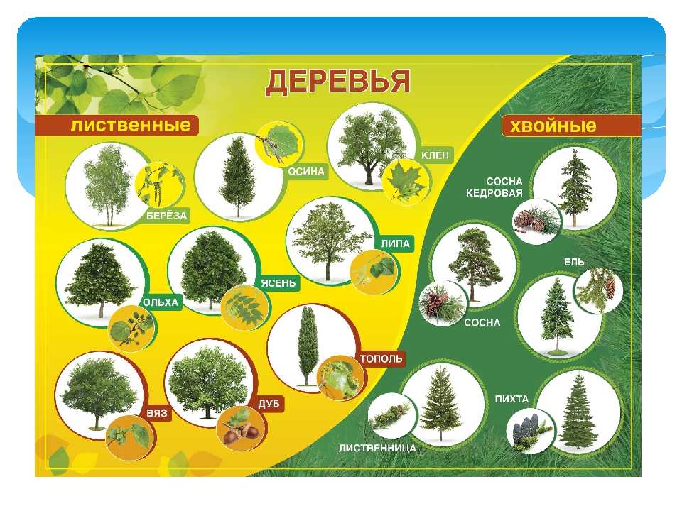 Растения и деревья картинки для детей