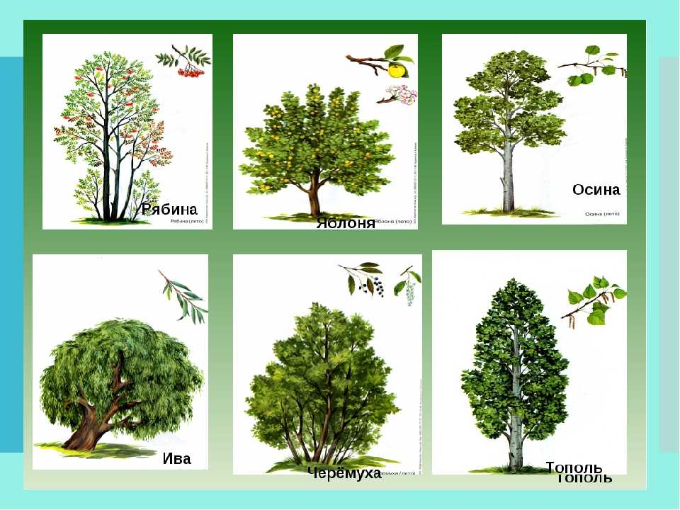Лиственные деревья картинки для детей с названиями