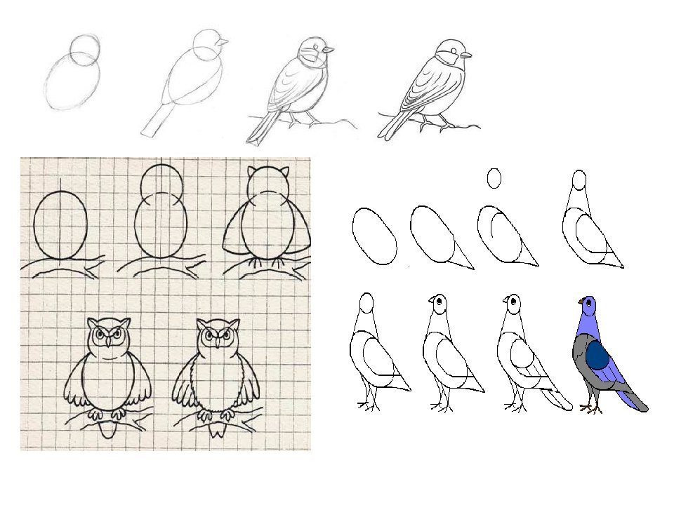 Рисуем птицу поэтапно презентация 2 класс. Последовательность рисования птицы. Зарисовки птиц. Рисование птички. Птица рисунок схема.