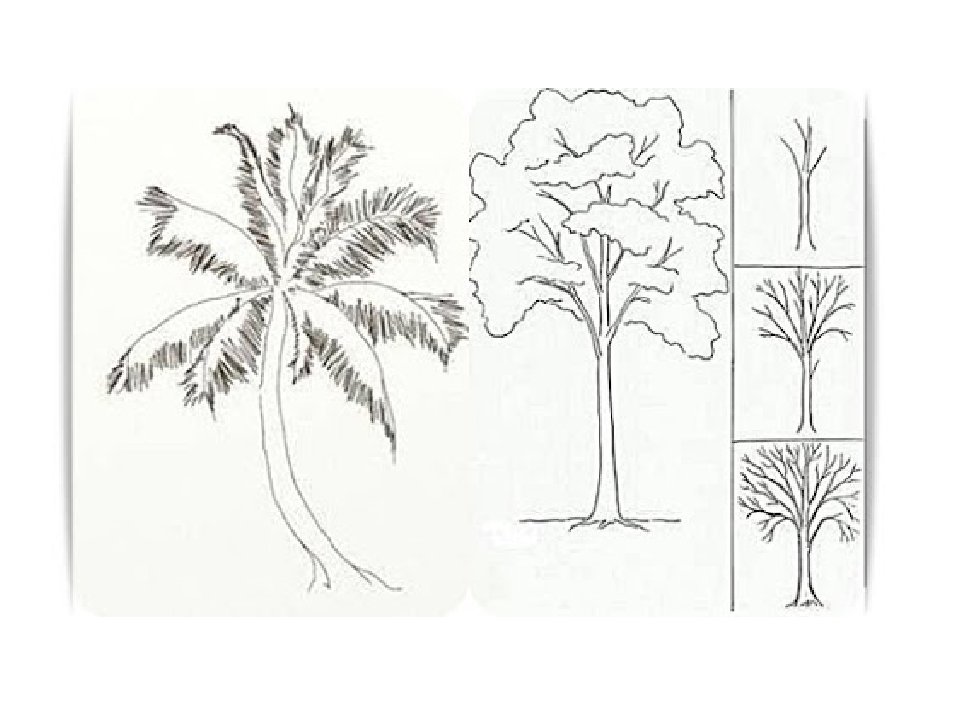 Как рисовать дерево. Деревья карандашом для начинающих. Как правильно рисовать дерево. Поэтапное рисование дерева 4 класс. Последовательность рисования дерева дуб.