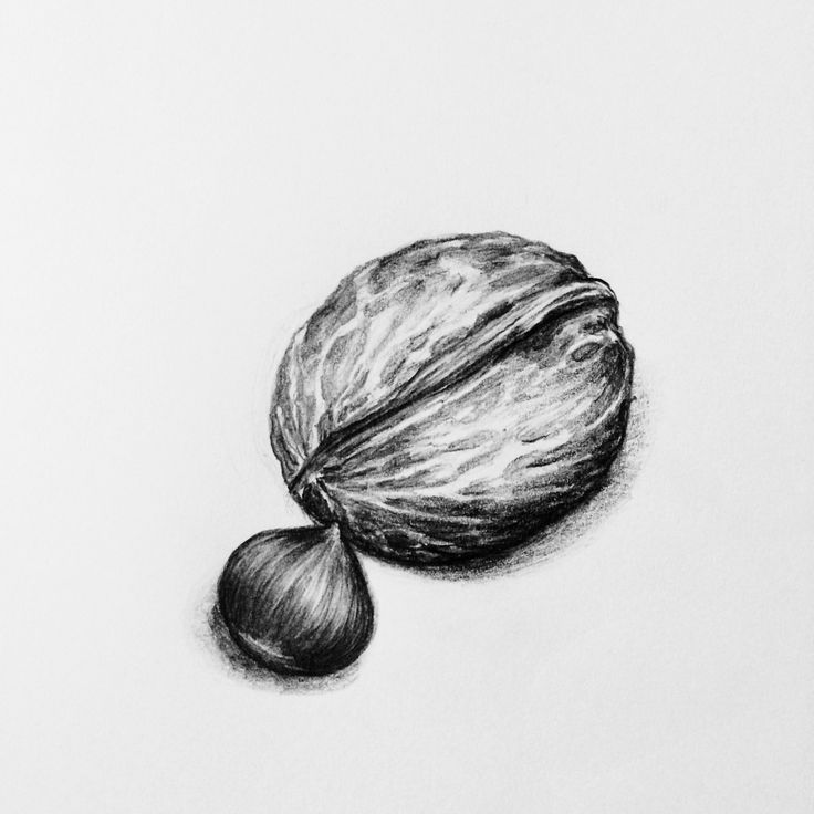 Нарисовать орехи карандашом