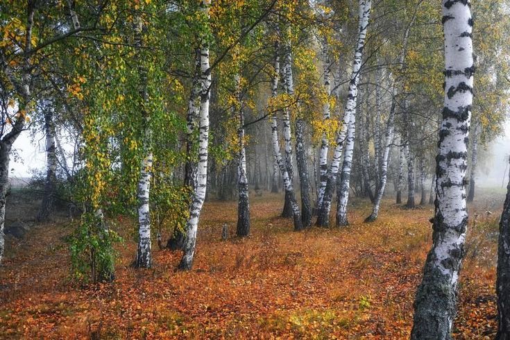 Береза в разное время года картинки для детей