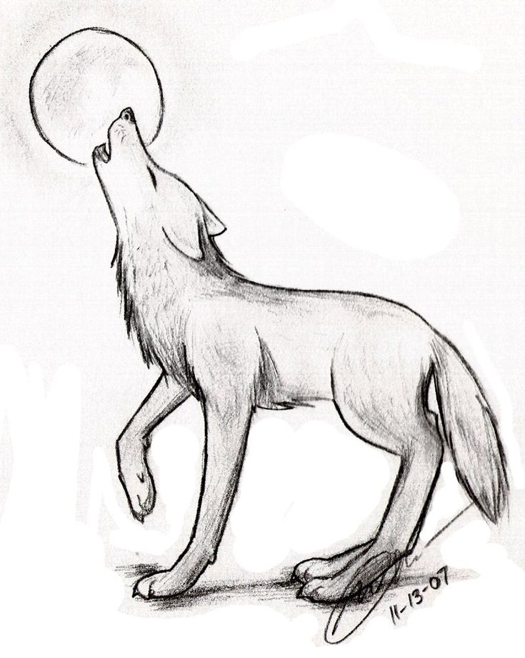 Как нарисовать волка карандашом легко и красиво