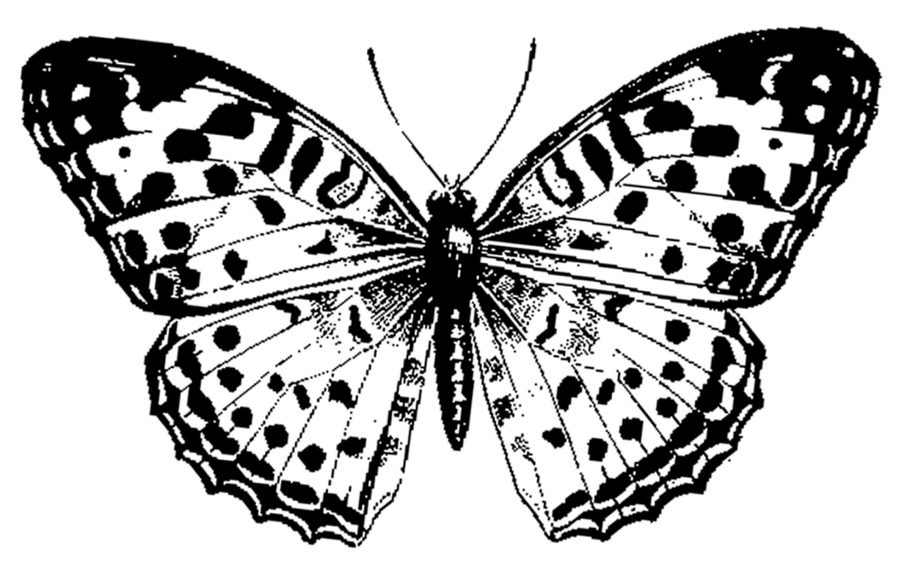 Черные бабочки 1. Бабочка рисунок. Бабочки чёрно белые. Раскраска "бабочки". Бабочки рисунок черно белый.