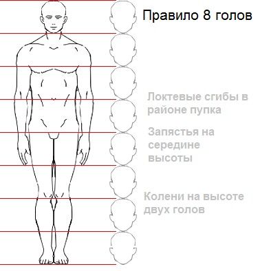 Рисунок насколько. Схема человека. Пропорции человека рисунок. Правила рисования человека. Пропорции человека для рисования.