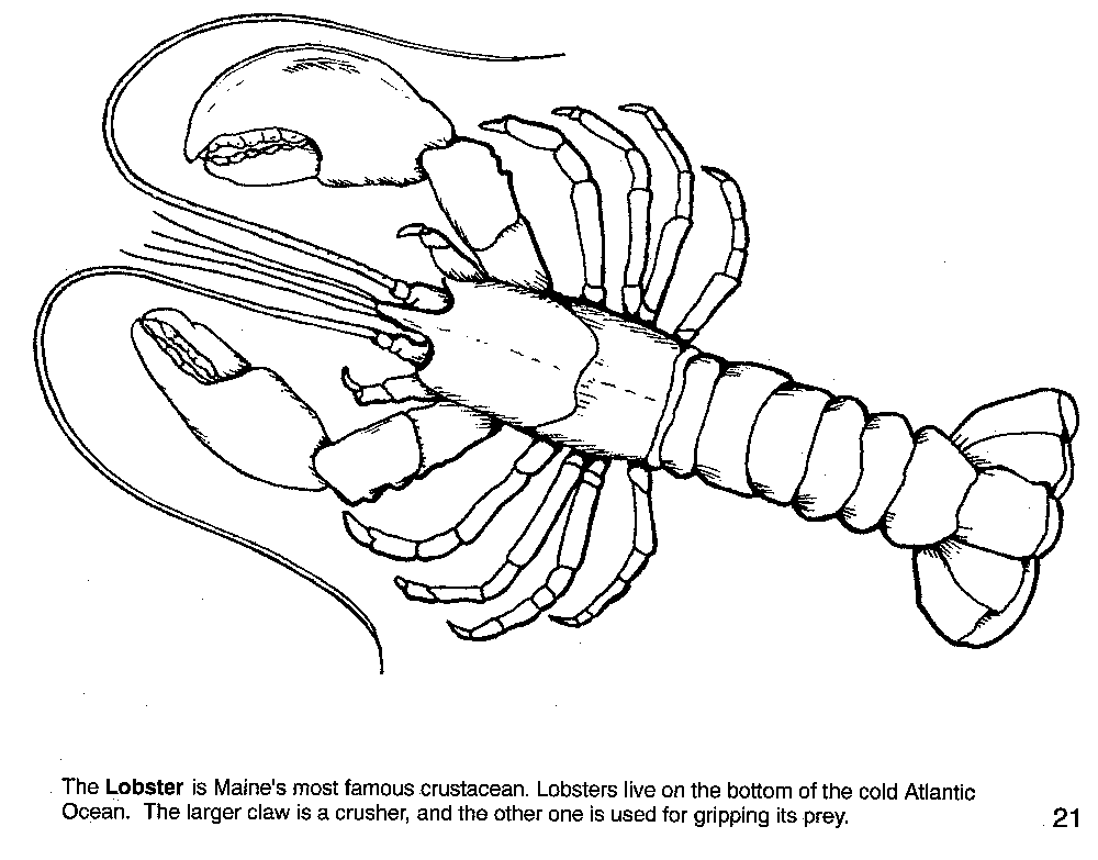 Рак урок. Лангуст раскраска. Лобстер раскраска. Лангуст раскраска для детей. Омар раскраска для детей.