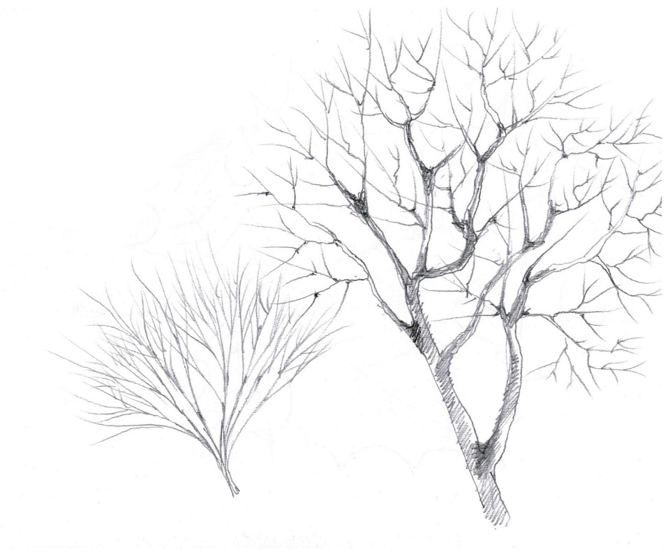 Как рисовать дерево. Дерево рисунок карандашом. Ветка дерева карандашом. Ветка дерева рисунок карандашом. Дерево с ветками для рисования.