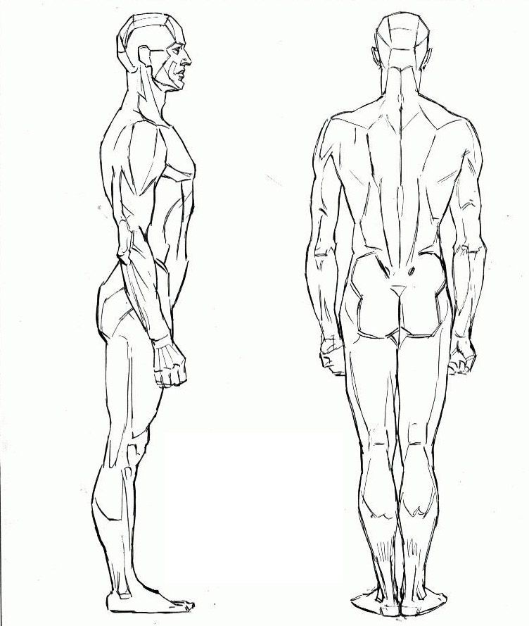 Профиль в полный рост. Мужчина сбоку анатомия. Человек вид сбоку. Мужская фигура для рисования. Анатомия тела в профиль.