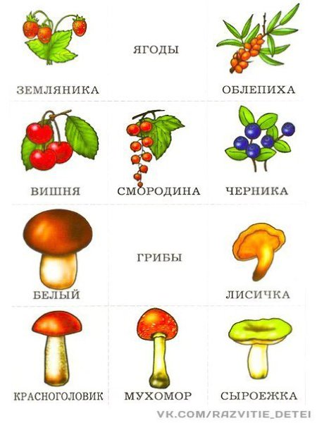 Грибы ягоды картинки для детей