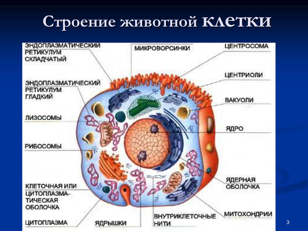 Нора сурка в разрезе с подписями картинки