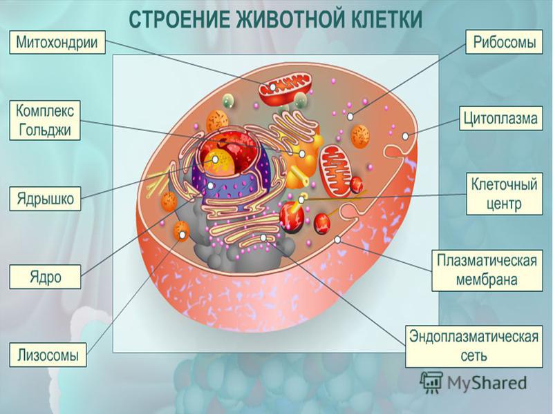 Строение животной клетки рисунок с подписями