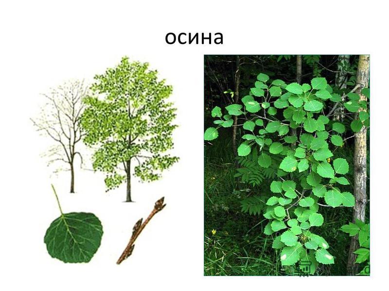 Осина Дерево Картинки Листья