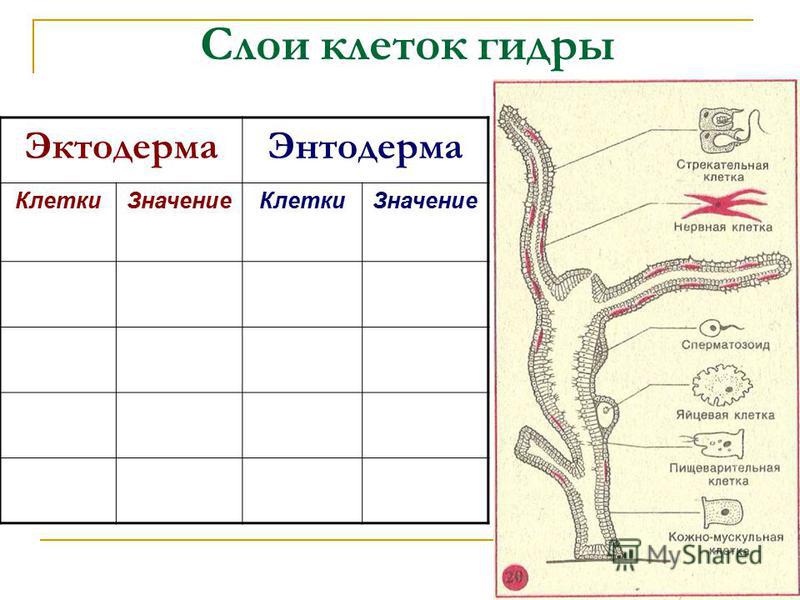 Эктодерма клетки слоя