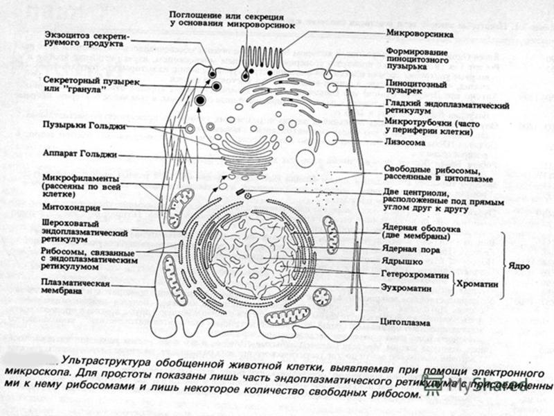 Строение клетки рисунок егэ