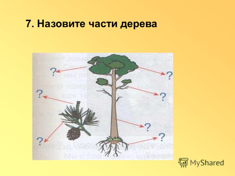 Части дерева ели. Назовите части дерева. Подписать части дерева. Картинка части дерева. Подпиши названия частей дерева.