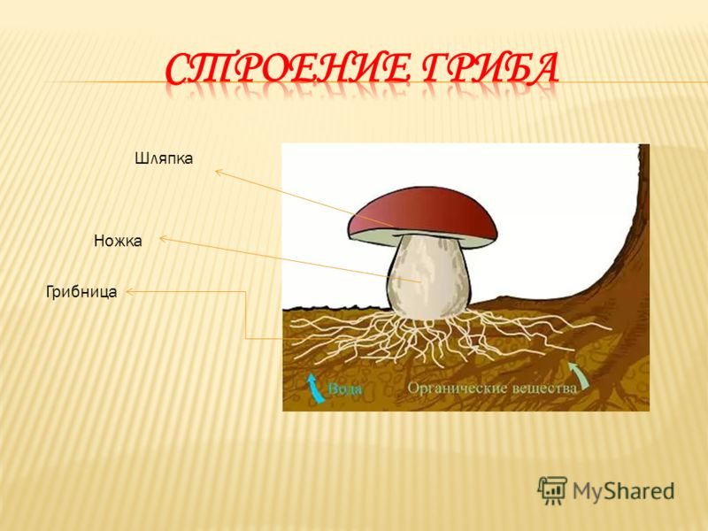 Строение гриба и растения. Гриб шляпка ножка грибница. Гриб строение грибница шляпка ножка. Схема гриба шляпка, ножка, грибница. Строение грибницы.