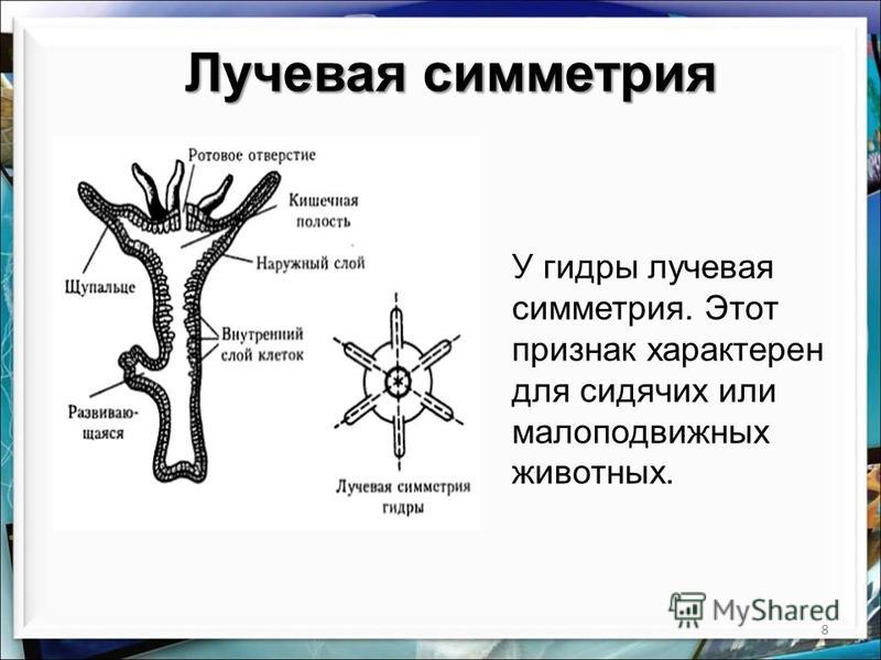 Лучевую симметрию имеет. Тип Кишечнополостные лучевая симметрия. Лучевая симметрия тела у кишечнополостных. Тип симметрии кишечнополостных. Пресноводная гидра симметрия тела.