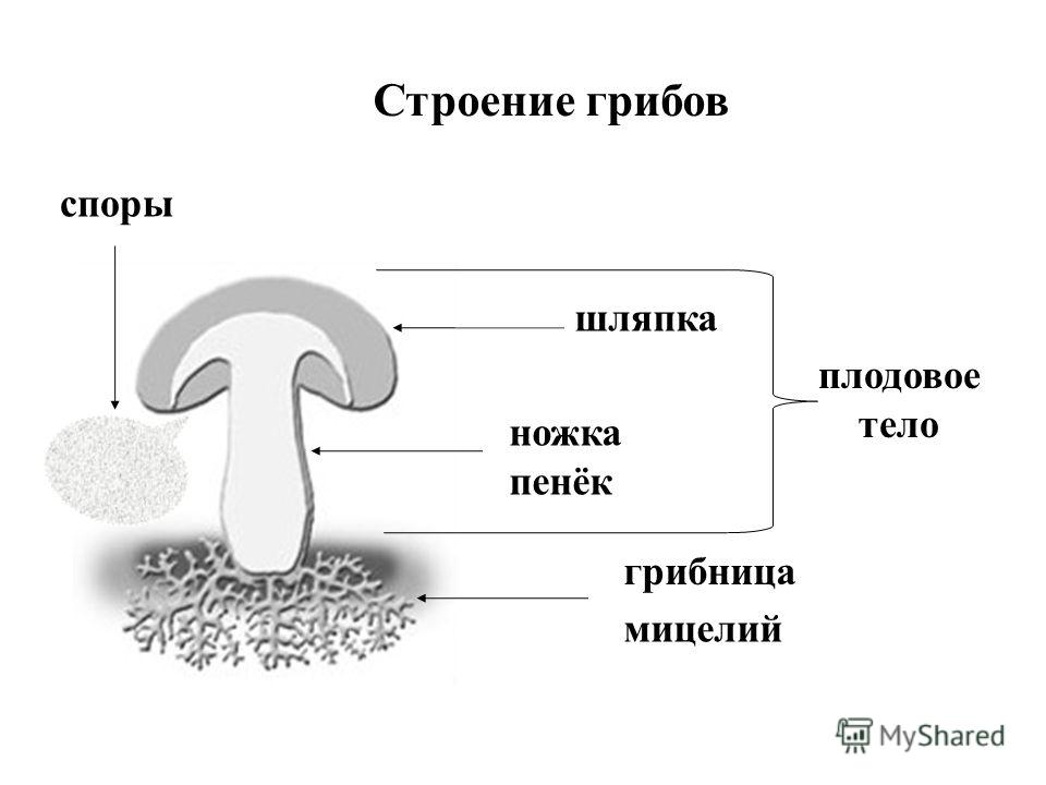 Части гриба 2 класс окружающий мир