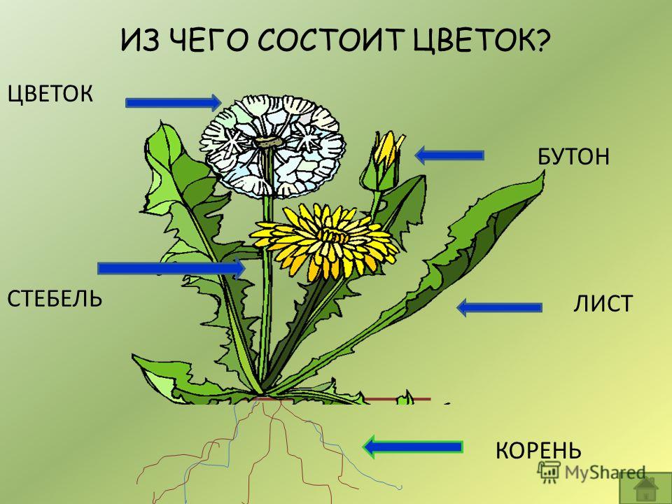 Из каких частей состоит цветок. Их чего состоит цветок. Одуванчик части растения. Строение одуванчика. Строение одуванчика для детей.