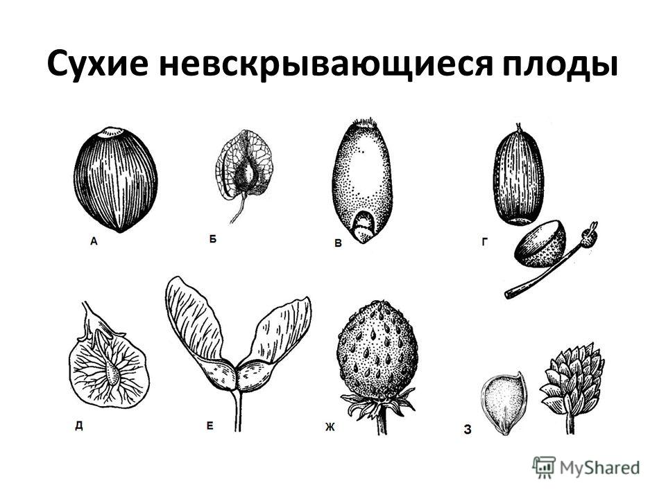 Собрать плод. Простые сухие односемянные невскрывающиеся плоды. Многосемянные невскрывающиеся плоды у. Крылатка семянка орех Зерновка. Типы сухих односемянных плодов.